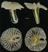 Dendrogramma