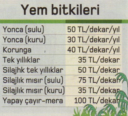 yem bitkileri