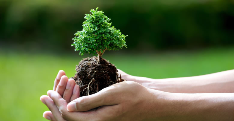 Bonsai Yetistiriciligi