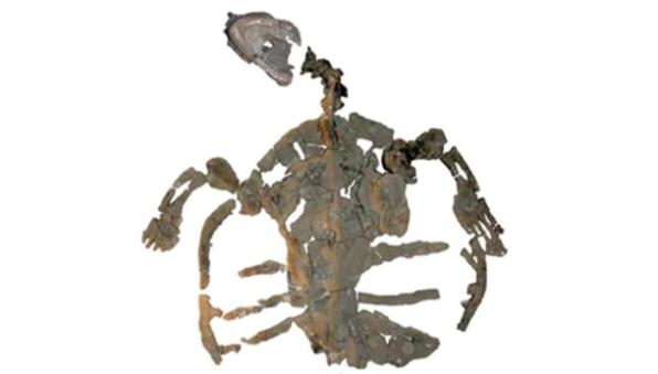 denizkaplumbağası fosili