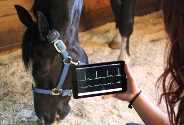 Atlar İçin Giyilebilir Teknoloji