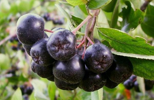 Aronia