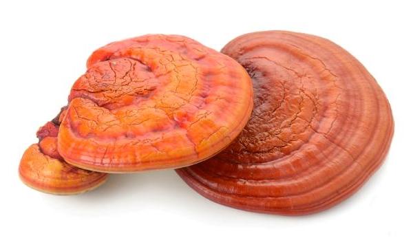 reishi mushroom