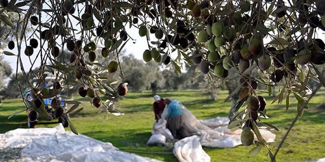 zeytin hasadi