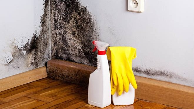 Black Mold